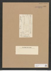 Synedra sp. (de-Toni-Nr.: Genus 66) Zeichnungen Sammlung Grunow Nr. 5421 (NHMW-BOT-W0373517)